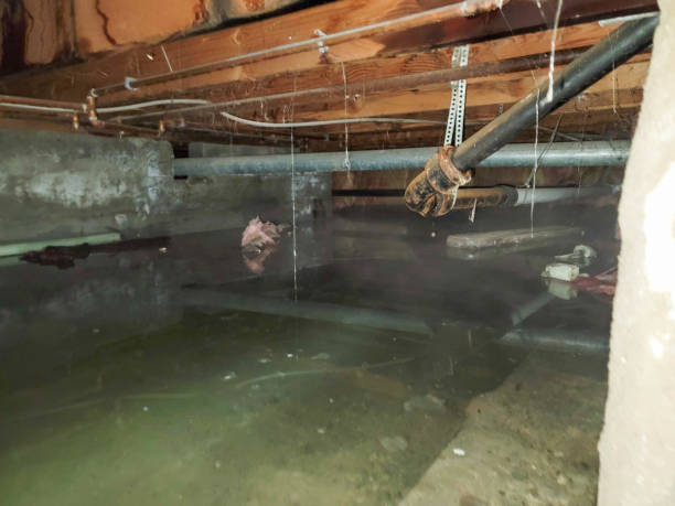 Best Sewage cleanup and water damage restoration  in Albany, CA