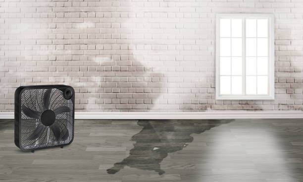 Best Water damage cleanup near me  in Albany, CA